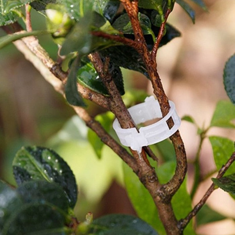 Ramo de planta com suporte branco para guia, folhas verdes úmidas ao fundo