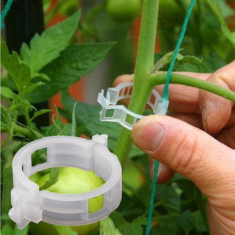 Pessoa ajustando presilha plástica transparente para suporte de planta em caule de tomateiro