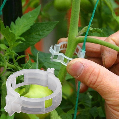 Pessoa ajustando presilha plástica transparente para suporte de planta em caule de tomateiro