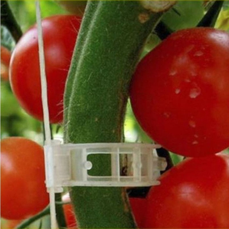 Tomate maduro vermelho preso a suporte plástico em caule verde, cultivo em ambiente natural